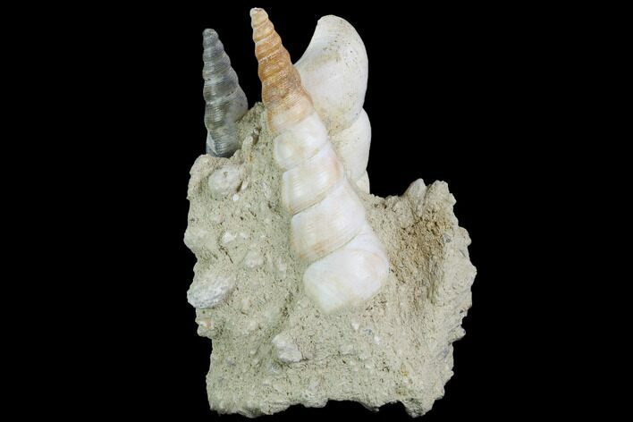 Fossil Gastropod (Haustator) Cluster - Damery, France #86572